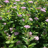 Spierstruik 'Pink Sparkler'® - Spiraea betulifolia pink sparkler® - Heesters