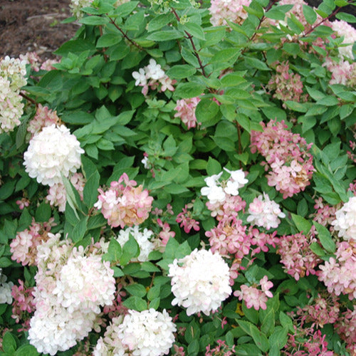 Pluimhortensia 'Harry's Souvenir' - Bakker