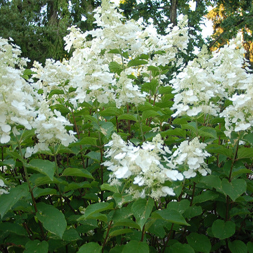 Pluimhortensia 'White Lady' - Bakker