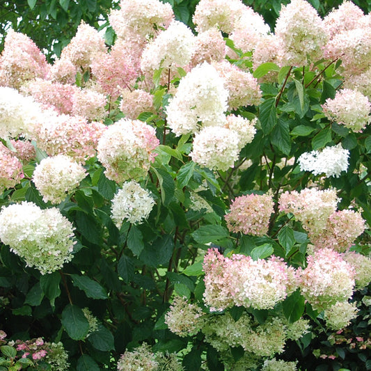 Pluimhortensia 'Phantom' - Bakker