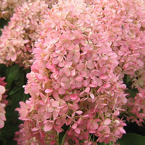 Pluimhortensia Magical® 'Candle' - Hydrangea paniculata magical ® candle - Bakker