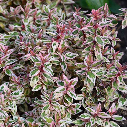 Abelia 'Lady Pink' - Bakker