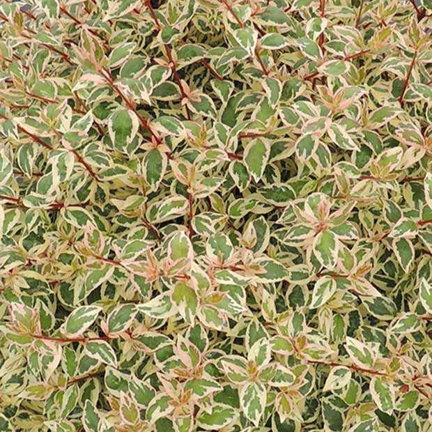 Abelia 'Lady Pink' - Abelia grandiflora pink lady - Bakker