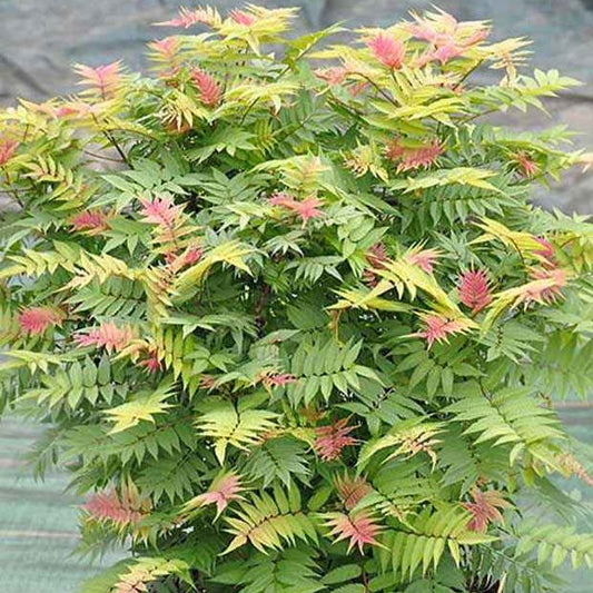 Lijsterbesspirea 'Pink Hopi'® - Sorbaria sorbifolia pink hopi ® - Tuinplanten