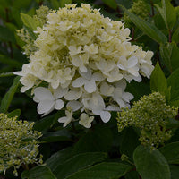 Pluimhortensia Magical® 'Sweet Summer' - Hydrangea paniculata magical ® sweet summer - Tuinplanten