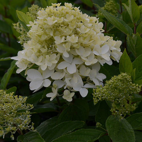 Pluimhortensia Magical® 'Sweet Summer' - Hydrangea paniculata magical ® sweet summer - Bakker