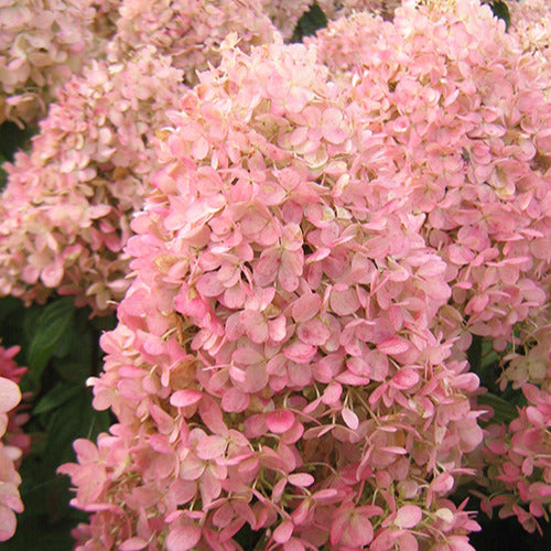 Pluimhortensia Magical® 'Sweet Summer' - Bakker