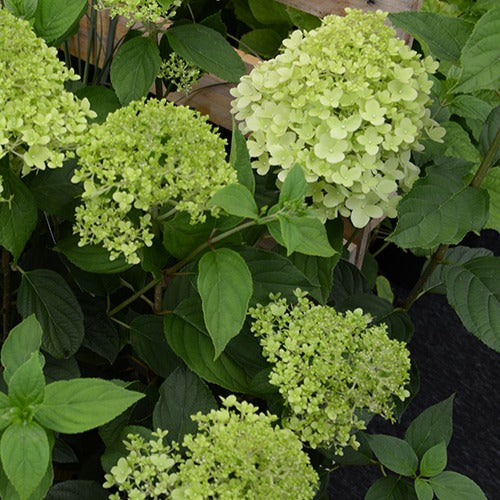 Pluimhortensia 'Ruby Angels Blush' - Hydrangea paniculata ruby angels blush - Bakker