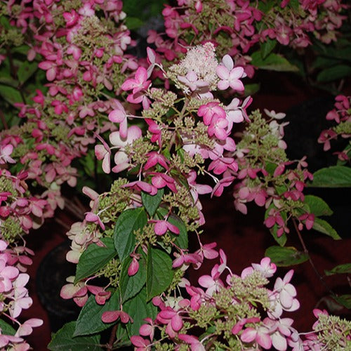Pluimhortensia 'Ruby Angels Blush' - Bakker