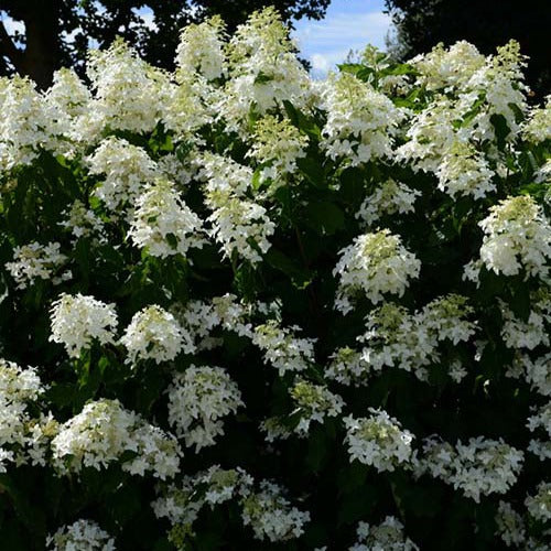 Pluimhortensia 'Great Star® Le Vasterival' - Hydrangea paniculata great star® 'le vasterival' - Tuinplanten