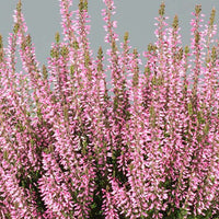 Struikheide 'Pink Bettina - Bakker