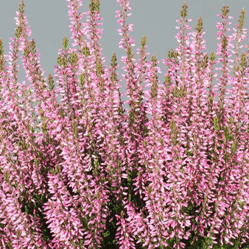 Struikheide 'Pink Bettina - Calluna vulgaris pink bettina - Terras- en balkonplanten