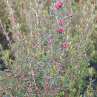 Manuka 'Ruby Glow' - Leptospermum scoparium ruby glow - Tuinplanten