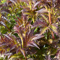 Vlier 'Serenade Jonade' - Sambucus x strumpfii serenade 'jonade' - Bakker