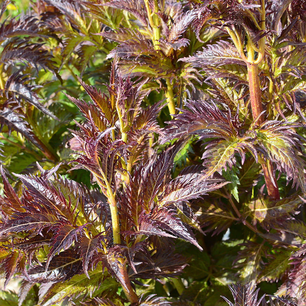 Vlier 'Serenade Jonade' - Sambucus x strumpfii serenade 'jonade' - Bakker