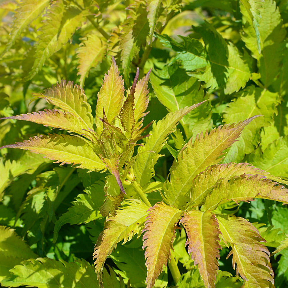 Vlier 'Serenade Jonade' - Sambucus x strumpfii serenade 'jonade'