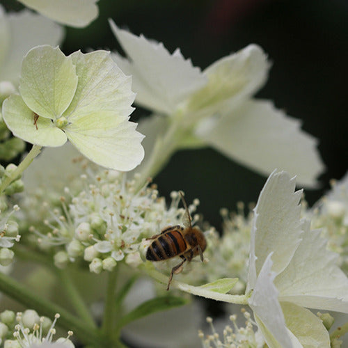 Pluimhortensia 'Pink Lady' - Hydrangea paniculata pink lady - Tuinplanten