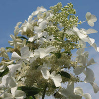 Pluimhortensia 'Levana' - Hydrangea paniculata levana - Tuinplanten