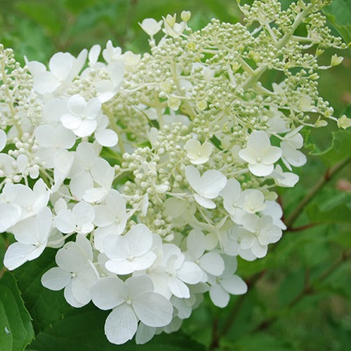 Pluimhortensia 'Goliath' - Bakker