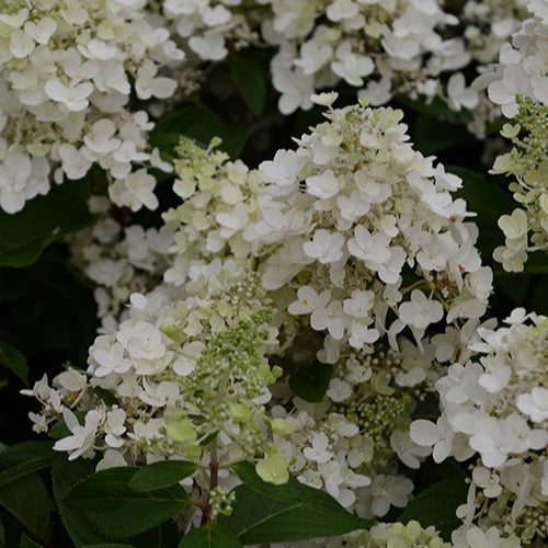 Pluimhortensia 'Candlelight' - Bakker