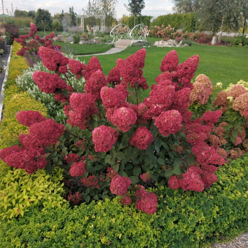 Pluimhortensia 'Framboisine ® Rensam' - Hydrangea paniculata framboisine® 'rensam' - Hortensia