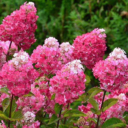 Pluimhortensia 'Framboisine ® Rensam' - Hydrangea paniculata framboisine® 'rensam' - Tuinplanten