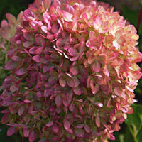 Pluimhortensia 'Romantic Ace'® 'Renvagor' - Hydrangea paniculata romantic ace ® 'renvagor' - Tuinplanten