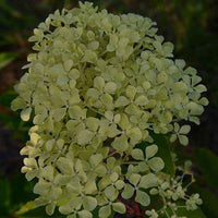 Pluimhortensia 'Romantic Ace'® 'Renvagor' - Hydrangea paniculata romantic ace ® 'renvagor' - Hortensia