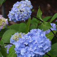 Boerenhortensia 'So Long® Ebony Monmar' - Hydrangea macrophylla so long ® ebony 'monmar' - Tuinplanten