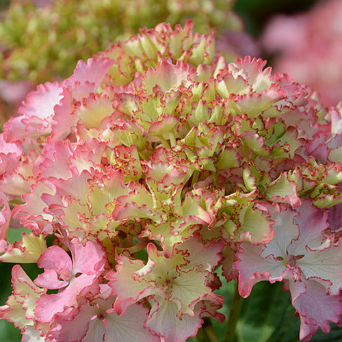 Boerenhortensia 'So Long® Sunny' - Hydrangea macrophylla so long ® sunny 'tk02' - Plantsoort