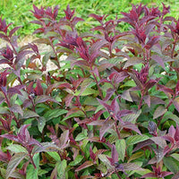 Spierstruik 'Merlo® Green' - Spiraea japonica merlo ® green - Bakker