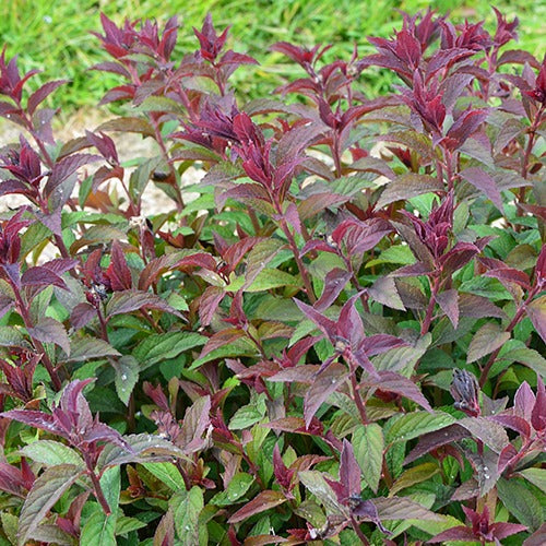 Spierstruik 'Merlo® Green' - Spiraea japonica merlo ® green - Bakker