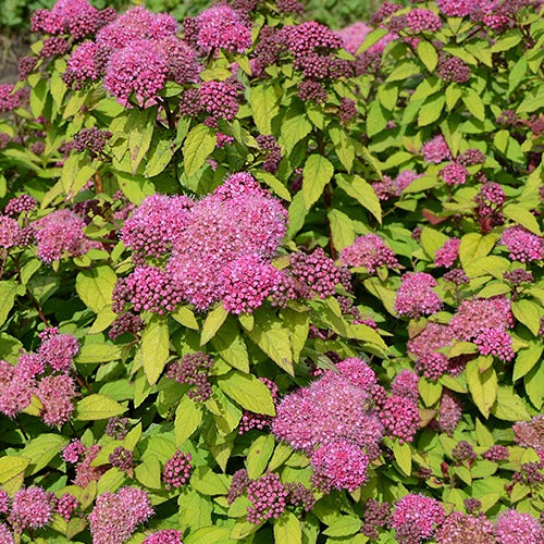 Spierstruik 'Merlo® Star' - Spiraea japonica merlo ® star - Tuinplanten