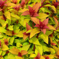 Spierstruik 'Merlo® Star' - Spiraea japonica merlo ® star - Heesters en vaste planten