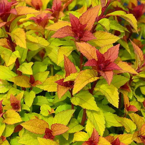 Spierstruik 'Merlo® Star' - Bakker