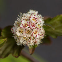 Blaasspirea 'Amber Jubilé® Jefam' - Physocarpus opulifolius amber jubilee ® 'jefam' - Bakker