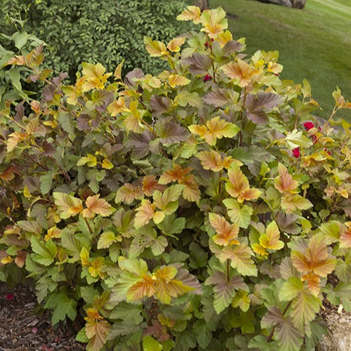 Balkon- en terrasplanten - Blaasspirea 'Amber Jubilé® Jefam' - Physocarpus opulifolius amber jubilee ® 'jefam'