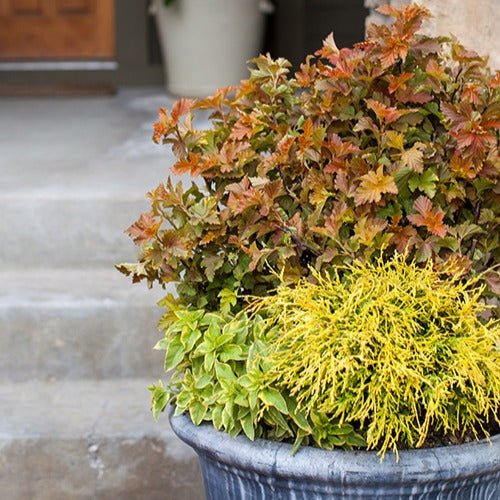 Physocarpus opulifolius amber jubilee ® 'jefam' - Blaasspirea 'Amber Jubilé® Jefam' - Balkon- en terrasplanten