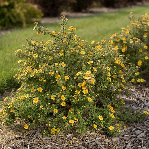 Ganzerik 'Citrus Tart' - Potentilla fruticosa citrus tart - Tuinplanten