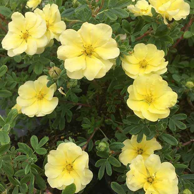 Ganzerik 'Lemon Meringue' - Potentilla fruticosa lemon meringue - Bakker