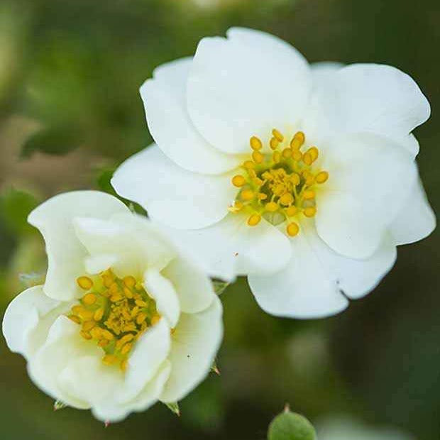 Ganzerik 'Crème Brûlée' - Potentilla fruticosa creme brûlée - Tuinplanten