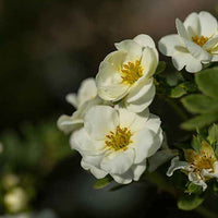 Ganzerik 'Crème Brûlée' - Potentilla fruticosa creme brûlée - Heesters en vaste planten