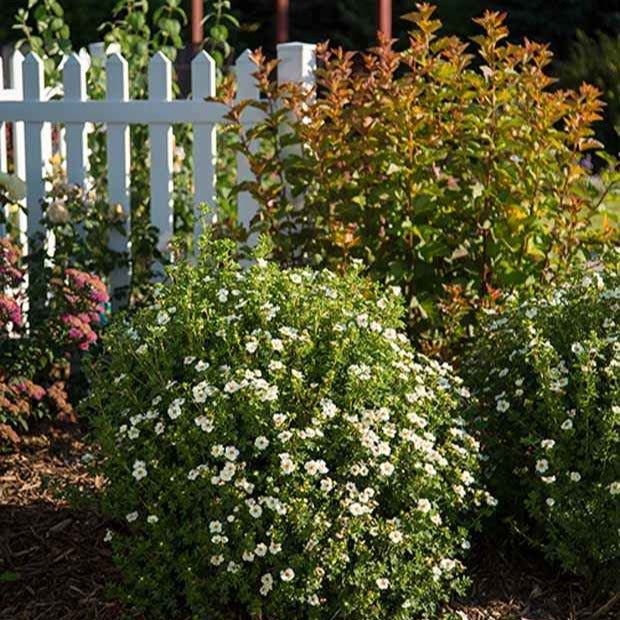 Ganzerik 'Crème Brûlée' - Potentilla fruticosa creme brûlée - Heesters