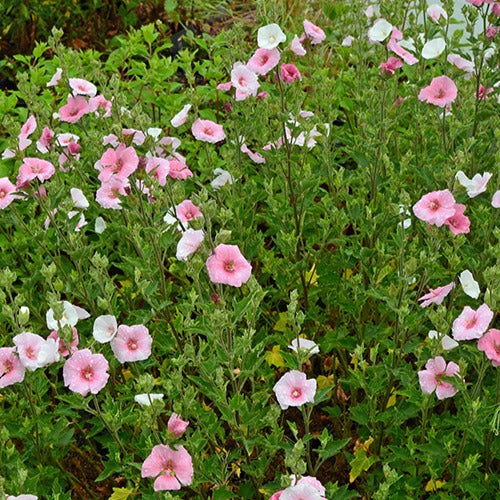 Lavatera 'Song Bird' - Bakker