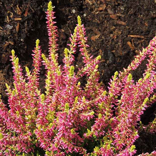 Dopheide 'Golden Angie' - Bakker