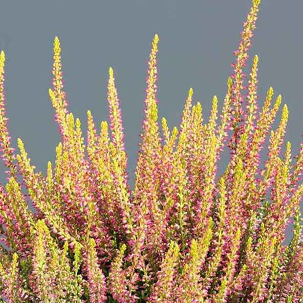 Dopheide 'Golden Angie' - Calluna vulgaris golden angie - Bakker