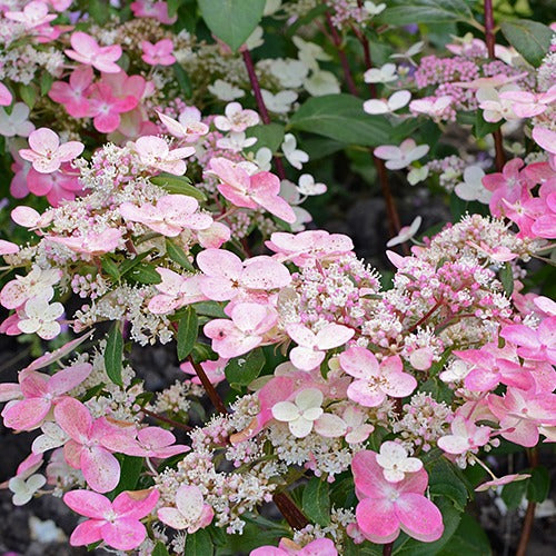 Pluimhortensia 'Prim Red® 'Couhaprim' - Hydrangea paniculata prim'red ® 'couhaprim' - Bakker