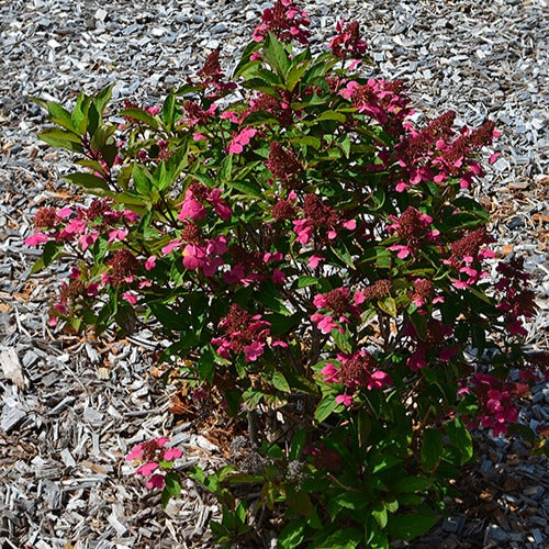 Pluimhortensia 'Prim Red® 'Couhaprim' - Hydrangea paniculata prim'red ® 'couhaprim' - Plantsoort