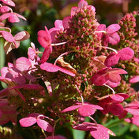 Pluimhortensia 'Prim Red® 'Couhaprim' - Hydrangea paniculata prim'red ® 'couhaprim' - Hortensia