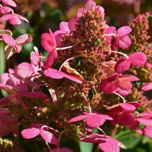 Hydrangea paniculata prim'red ® 'couhaprim' - Pluimhortensia 'Prim Red® 'Couhaprim' - Pluimhortensia